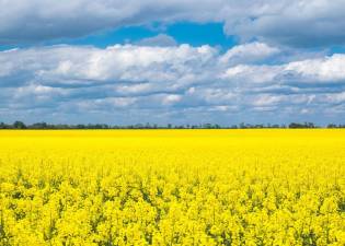 ЗАГИНУЛИ ЗА УКРАЇНУ